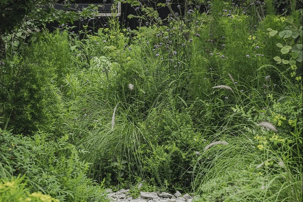 野草小花園