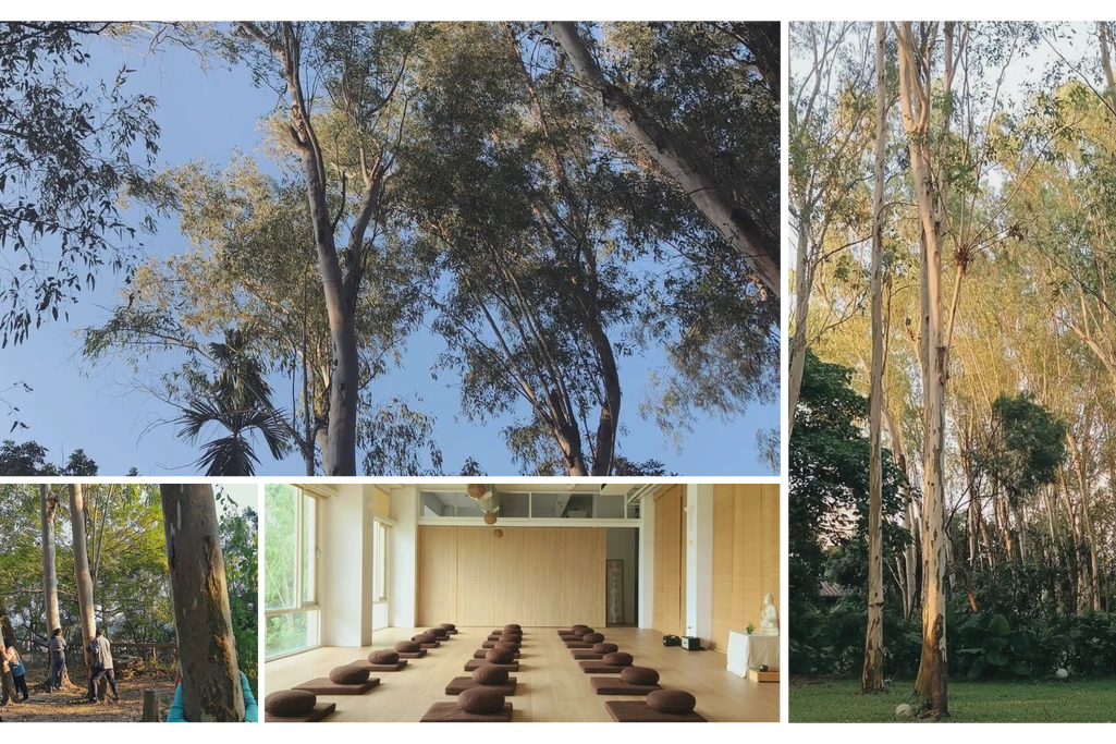 南投｜森林秘境｜大片採光｜一日活動｜身心冥想 🌳🧘‍♀️☀️｜森十八