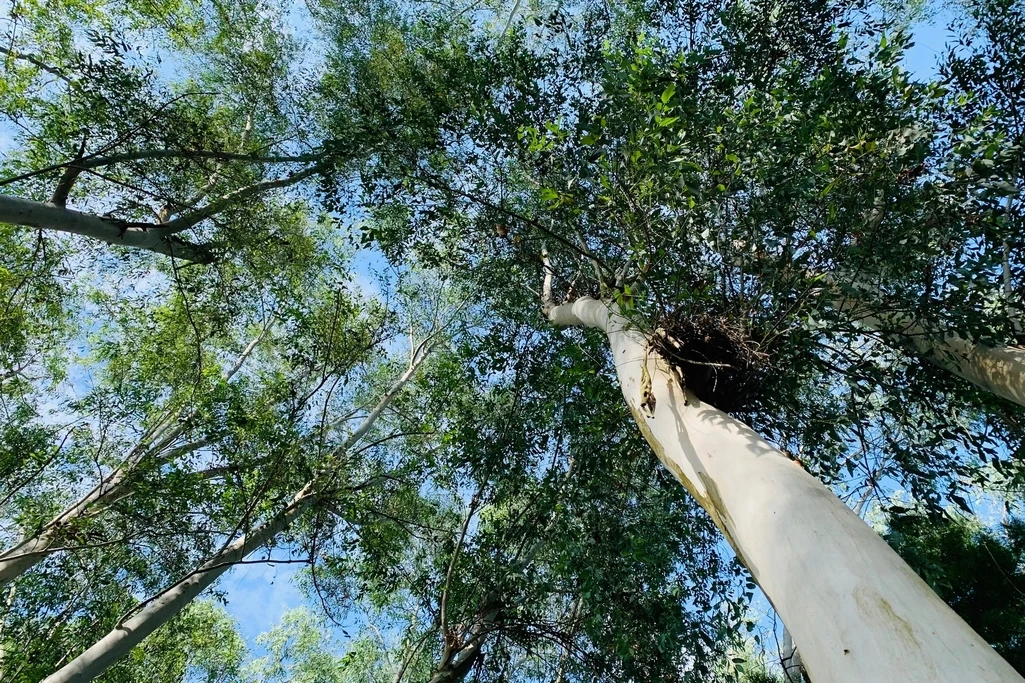 南投｜森林秘境｜大片採光｜一日活動｜身心冥想 🌳🧘‍♀️☀️｜森十八