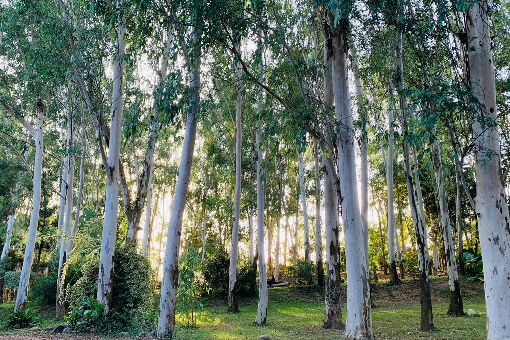 南投｜森林秘境｜大片採光｜一日活動｜身心冥想 🌳🧘‍♀️☀️｜森十八